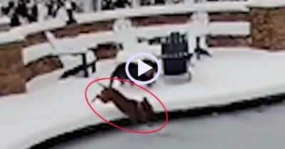 Video: Cô chủ nhảy xuống hồ bơi đóng băng cứu chó cưng