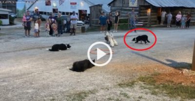 Video: Chó chăn cừu phối hợp lùa đàn vịt vào vòng tròn