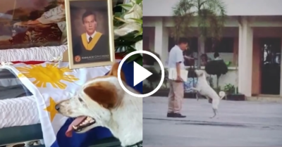 Chú chó Buboy đi khắp khuôn viên trường và các lớp học tìm kiếm chủ đã qua đời