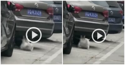 Clip: Mèo ú hăng say ‘gập bụng’ dưới gầm xe ôtô