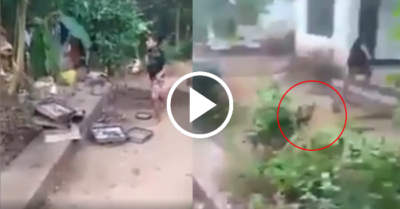 Video: Bị gà đuổi cậu bé vừa chạy vừa gọi mẹ giải cứu
