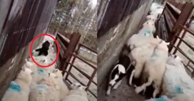 Clip: Chó chăn cừu xử lý ùn tắc tài tình