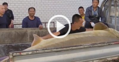Video: Cá tầm 100 tuổi nặng nửa tấn mắc lưới ngư dân
