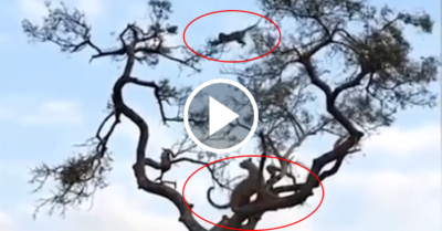 Video: Báo hoa mai bất lực chạy theo khỉ ở trên cây