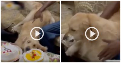 Clip: Chó giả vờ ngã để ăn vụng bánh sinh nhật