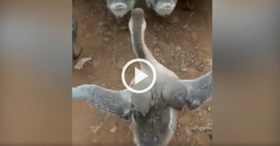 Clip: Con ngỗng có tướng đi như ‘người mẫu’
