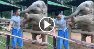 Video: Chú voi làm nũng không cho chàng trai sơn hàng rào
