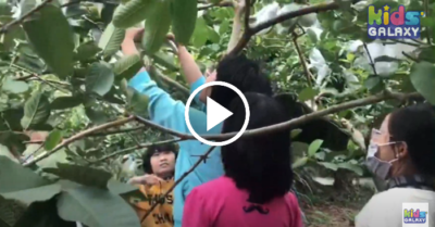 Video: Theo chân các bạn nhỏ trải nghiệm hái ổi – bán ổi tại Thanh Hà