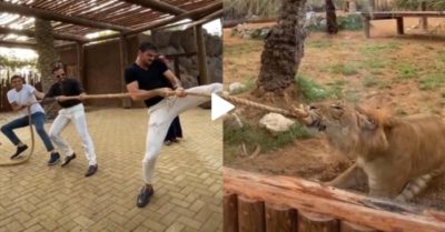 Video: Ba thanh niên kéo co thua con hổ