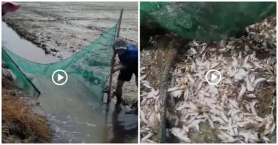 Clip: Bắt được mẻ cá hàng nghìn con ở mương nước nhỏ