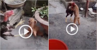 Video: Gà trống kiếm chuyện bị cún con phản công tơi bời