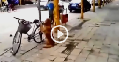 Video: Chú chó ngồi nghiêm túc giữ xe cho chủ trên vỉa hè