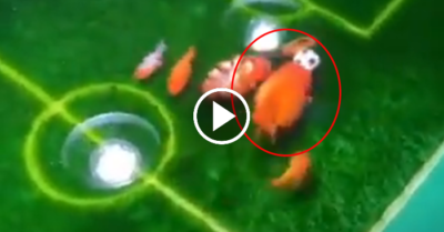 Video: Đàn cá vàng chơi đá banh trong bể nước