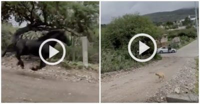 Clip: Tài xế ôtô méo mặt vì bị ‘ngựa đen’ phi trúng