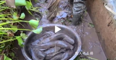 Clip: Bác nông dân bất ngờ ‘hốt’ được mẻ cá to trong ao bèo