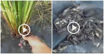 Clip: Bắt được hàng trăm con cá rô trong vũng nước cạn