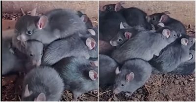 Clip: ‘Vua chuột’ lại xuất hiện, lo ‘điềm báo’ tai họa