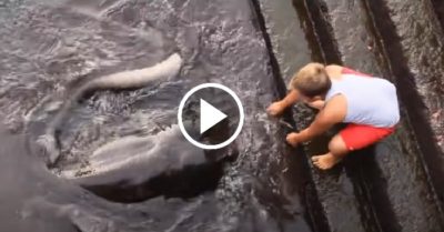 Video: Cá đuối khổng lồ chơi đùa cùng một cậu bé