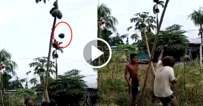 Video: Đụng vào cây đu đủ cô gái choáng váng khi bị quả rơi vào đầu