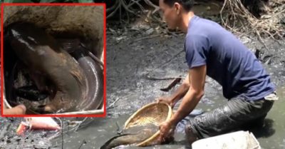 Video: Trai làng phấn khích khi bắt được cá trê ‘khủng’