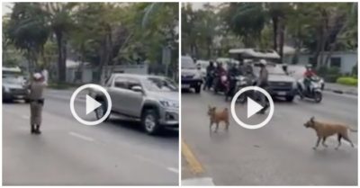 Video: Cảnh sát chặn xe để 2 chú chó sang đường
