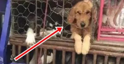 Được giải cứu, chú chó vàng Golden làm hành động khiến ai cũng nhói lòng