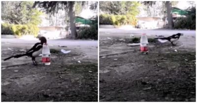 Clip: Chú chim kiên trì gắp từng viên sỏi thả vào chai để uống nước