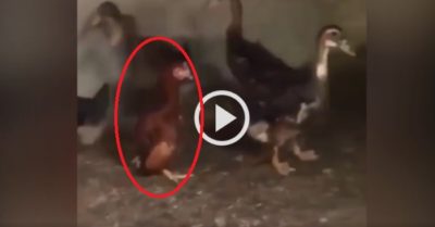 Clip: Con gà ưỡn ngực dựng cổ có tướng đi như vịt
