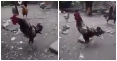Clip: Gà trống gáy dài như ‘sư tử hống’
