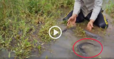 Video: Thanh niên mỏi tay bắt cá sau mưa lớn