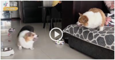 Clip: Hai chú chó cưng nhất quyết không động thủ dù rất giận nhau