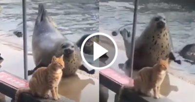 Video: Hải cẩu béo ú tạo dáng tư thế quả chuối vừa lắc lư vừa “nói” mama