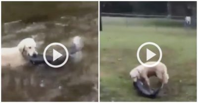 Clip: Chó cưng bất ngờ ‘xuất chiêu’ tóm gọn ‘cá khủng’ dưới ao