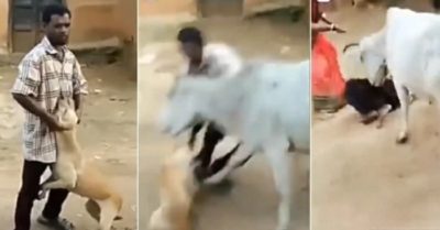 Video: Người đàn ông đang ‘ăn hiếp’ con chó thì bị bò lao tới húc té nhào