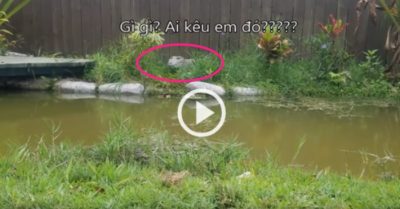 Video: Cá sấu Margarita ‘nhanh nhảu’ có mặt khi được gọi tên