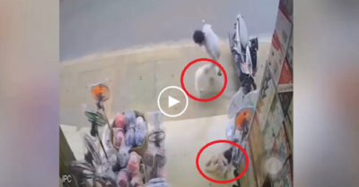 Video: Chú chó liều mình tung người vào ‘kẻ lạ’ bảo vệ cô chủ nhỏ