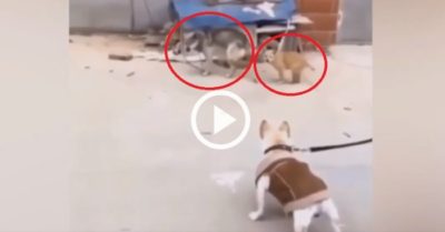 Clip: Thấy bạn bị xích, hai chú chó chạy tới ‘cà khịa’