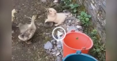 Video: Cún con khổ sở vì bị đàn ngỗng con tấn công