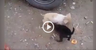 Video: Heo con ‘đại chiến’ cún cưng giành lấy linh vật