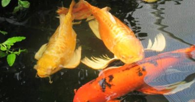 Câu chuyện con cá koi – Người không biết đủ sẽ trả giá đắt
