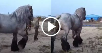 Video: Chiêm ngưỡng vẻ đồ sộ của những chú ngựa khổng lồ
