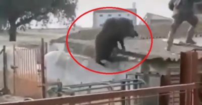 Clip: Lợn rừng phóng lên nóc chuồng truy đuổi người đàn ông