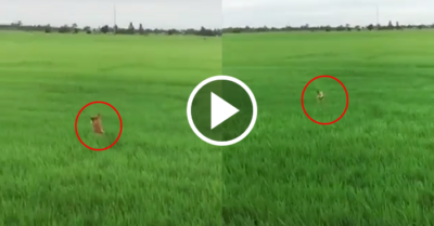 Video: Chó nhảy như kangaroo trên cánh đồng
