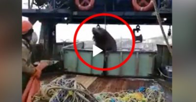 Video: Hải cẩu ‘hồn nhiên’ lên thuyền trộm cá của ngư dân
