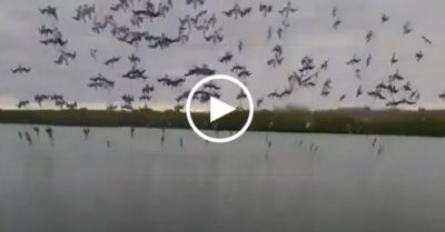 Video: Hàng trăm con chim điên lao mình xuống nước như tên bay