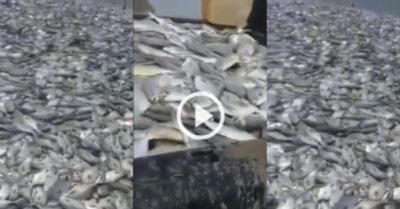 Video: Bầy cá ngừ mắc cạn, dân địa phương nhặt không ngơi tay