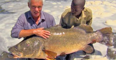 Video: ‘Siêu cần thủ’ câu được cá rô sông Nile khổng lồ trên dòng nước xiết