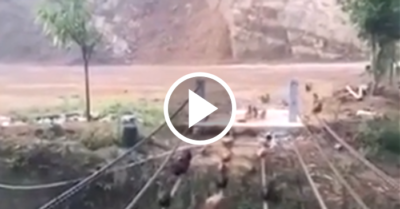 Video: Đàn gà nối đuôi nhau đi thăng bằng qua cầu dây