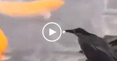 Video: Chú chim thông minh dùng mồi bắt cá gây kinh ngạc