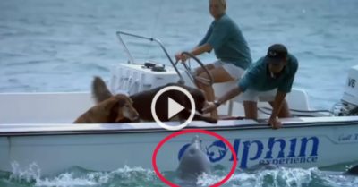 Video: Cá heo kết bạn với chó nhà giữa biển khơi